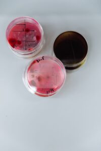 Piastre Petri con colture microbiche, a rappresentare la varietà di specie che compongono un microbiota